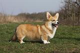 CORGI PEMBROKE 896